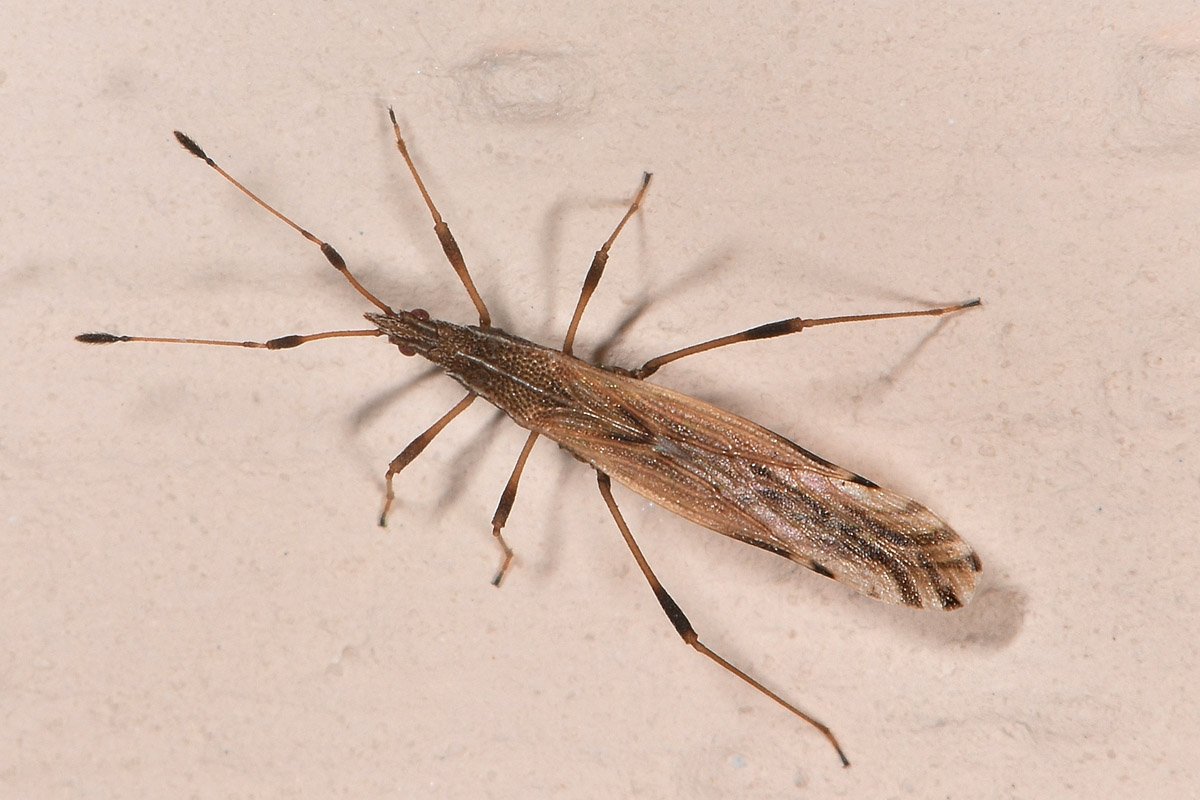 Berytidae: Berytinus sp?  Sì, Berytinus montivagus